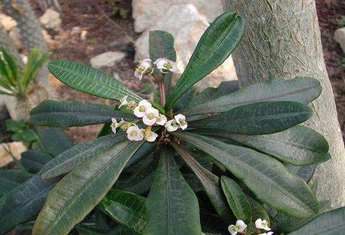 Euphorbia - cuidados em casa, com base nas regras de manutenção de plantas despretensiosas