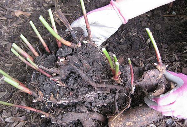 Jak dbać o domowej chryzantemy w doniczce: sadzenie, podlewanie, top dressing