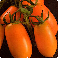 זרעי עגבניות דובדבן - בננו, 20 יח ', גן סיבירי