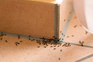 Kuidas toimida punased sipelgad korteris: tõhusam tehnika, spetsiaalsete ja folk õiguskaitsevahendeid