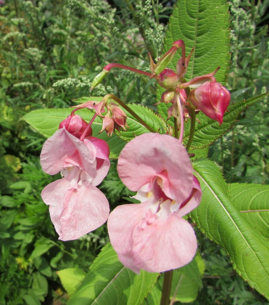 Zarte rosa Blüten an den Stielen von Impatiens Balsamico