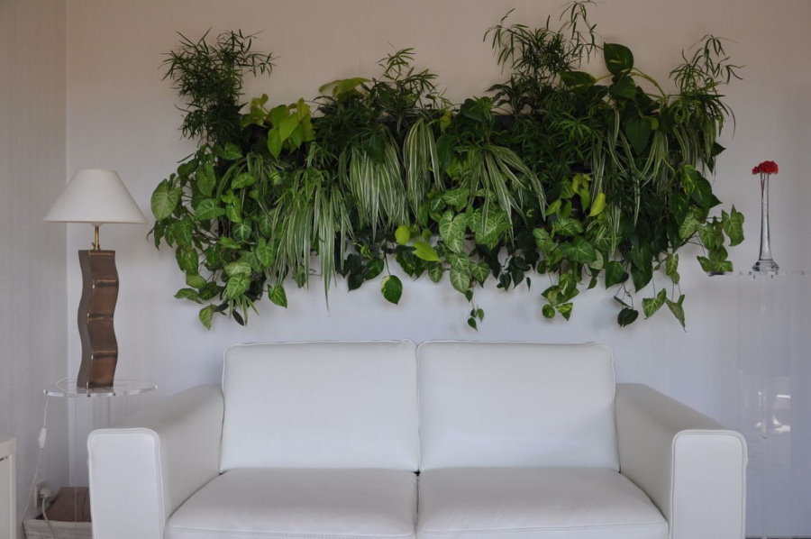 Živé rastliny nad pohovkou v hale