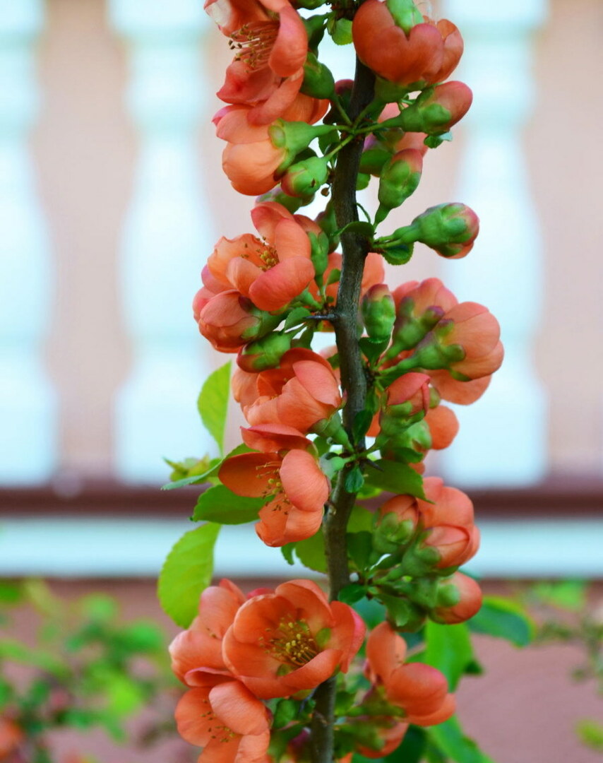 פרחים פורחים על ענף של חבוש יפני