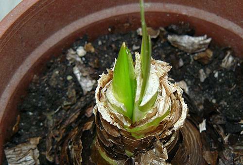 Hippeastrum: home care and flowering features