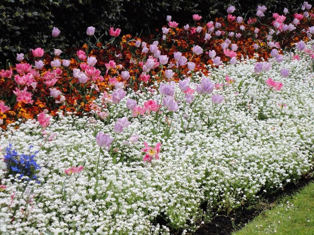 Fiori a bulbo per il giardino e l'orto: una scelta di varietà di piante da fiore perenni