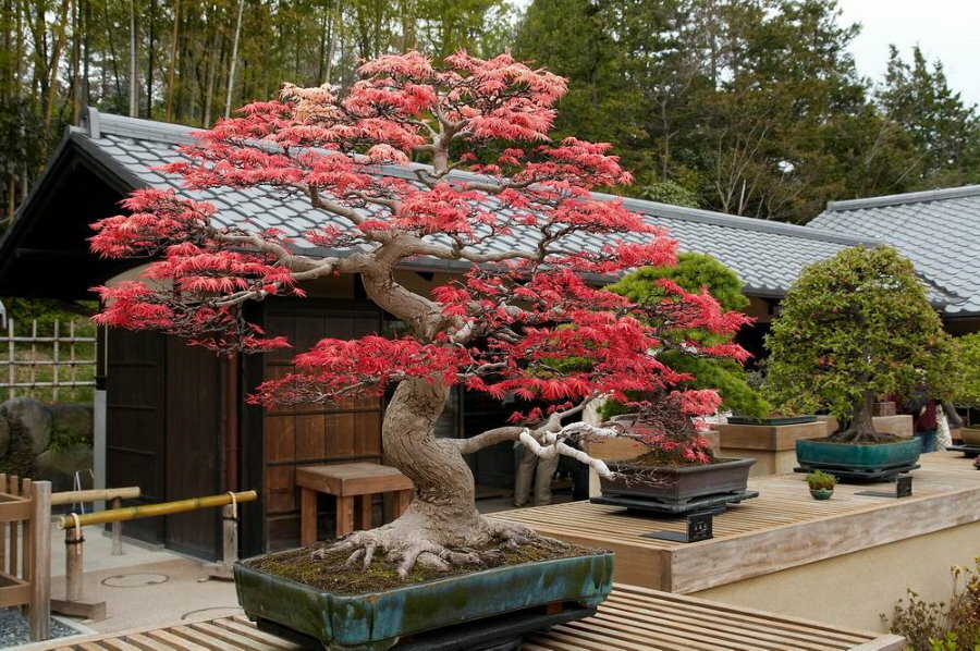 Japonský javor ve tvaru bonsai