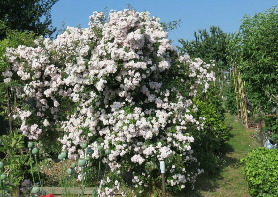 Rigt blomstrende klatrende rosenbuske