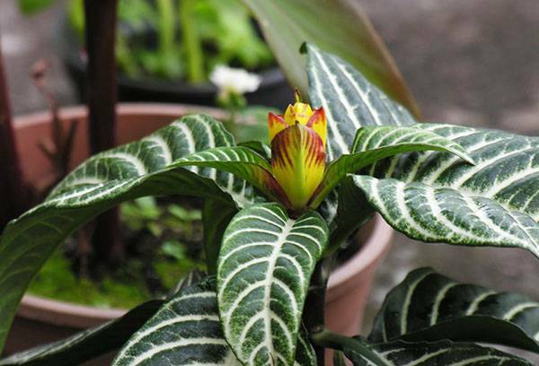 Afelandra - care at home, features of flower maintenance and reproduction