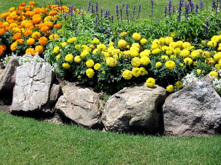 אבנים גדולות סביב ערוגת פרחים עם ציפורני חתול