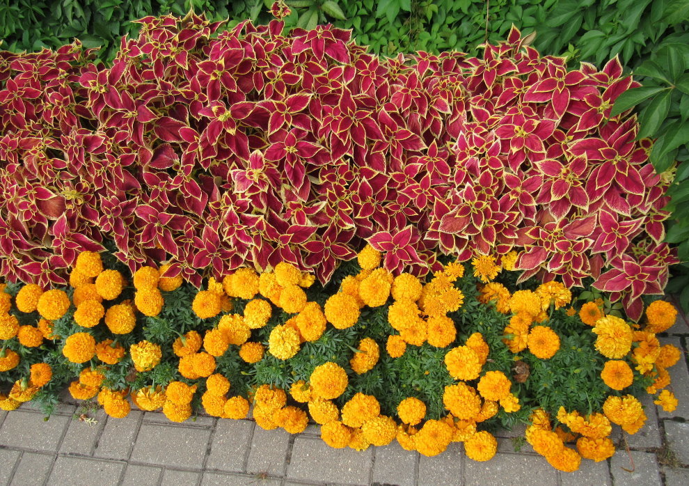 Marigold flower-bed of medium height
