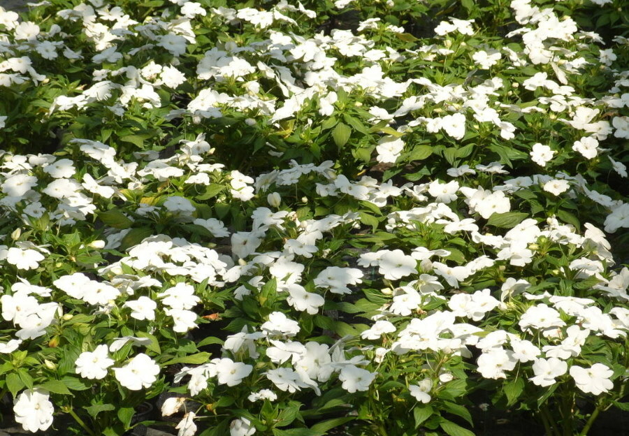 Blühen von Waller's White Balsam in einem Vorort