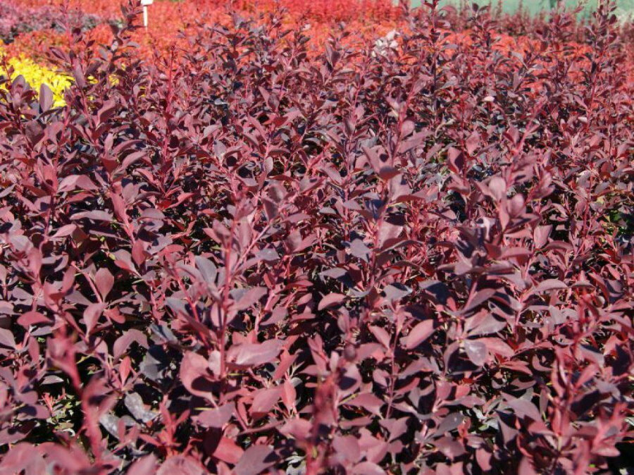 Dřišťální živý plot s červenofialovými listy