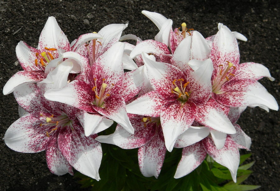 Kryžminis lelijų krūmas su baltai bordo gėlėmis
