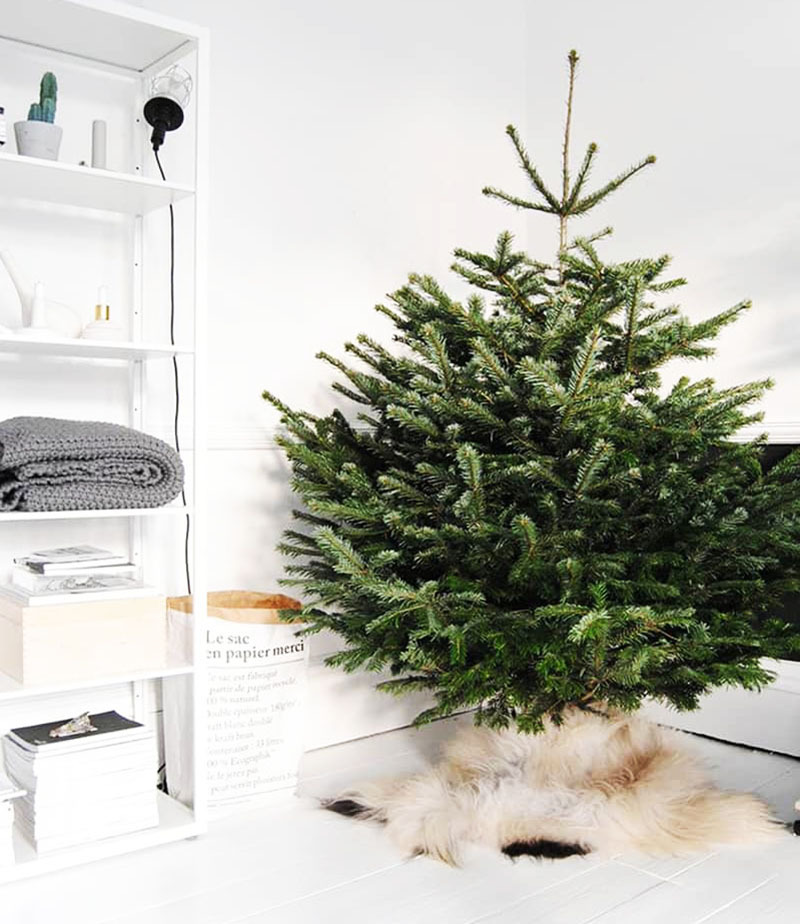 😺 So schützen Sie den Weihnachtsbaum vor Problemen: Platzierung, Dekoration, Spielzeug, Töpfe, Lametta