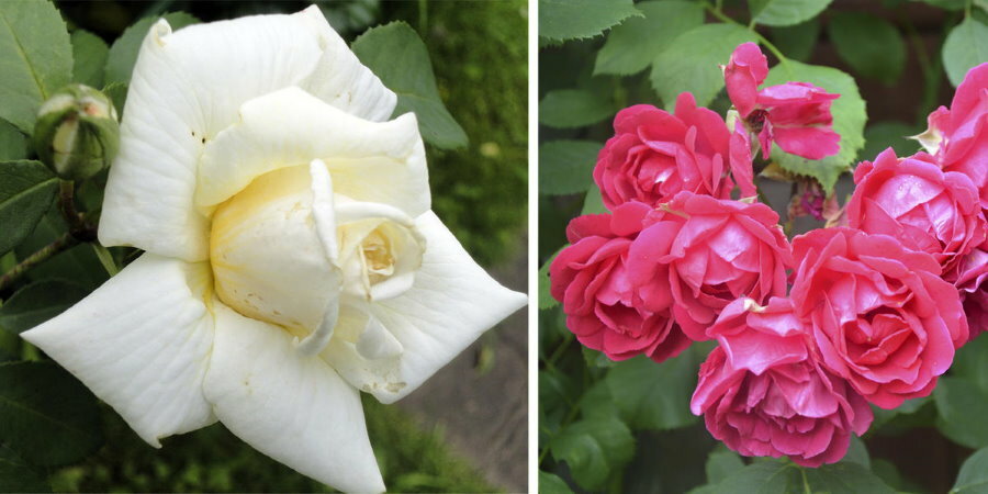 Esempi di boccioli di rose rampicanti di diverse varietà