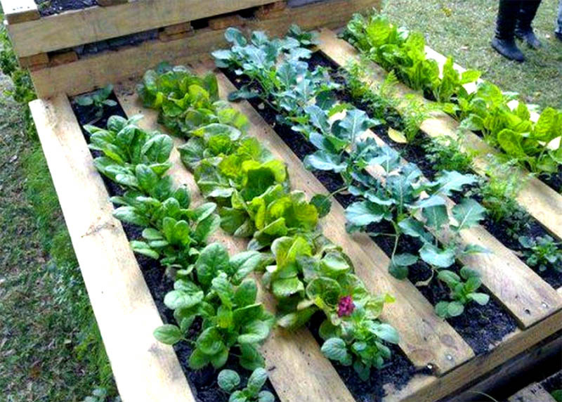 15 trucos para la vida útil de un jardinero durante el autoaislamiento