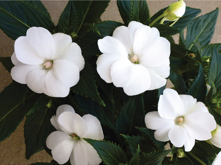 Balsam der Sorte Thumb White mit halbgefüllten Blüten