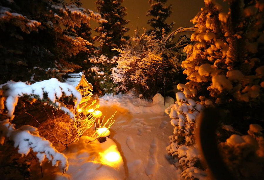 Vinterhagebelysning med bartrær