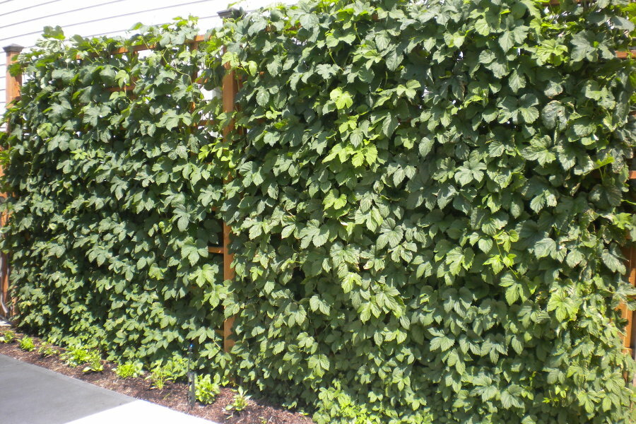 Zeleni zid običnog hmelja