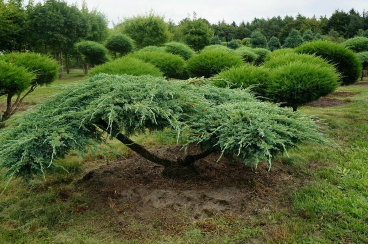 Kozácký jalovec ve formě bonsai