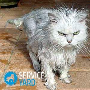 Da li oprati mačku ako nema posebnog šampona?