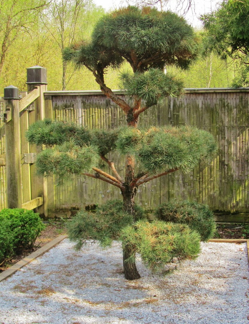 DIY zahradní bonsai