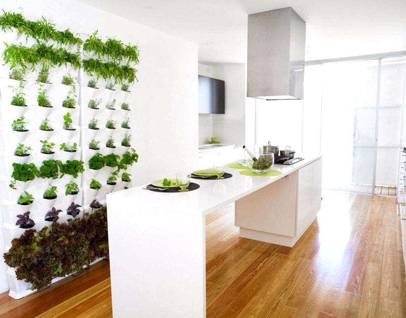Jak uspořádat mini-zahradu v kuchyni: výběr rostlin, organizace toho, co je potřeba