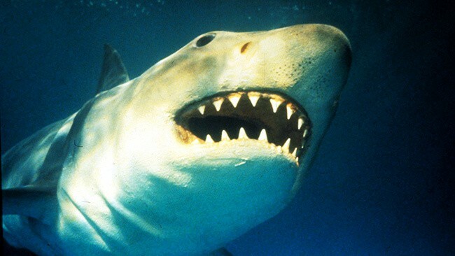 Top 10 najboljih filmova morskih pasa