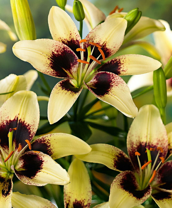 Milžiniška „Black Spyder“ lelijos gėlė su gelsvais žiedlapiais