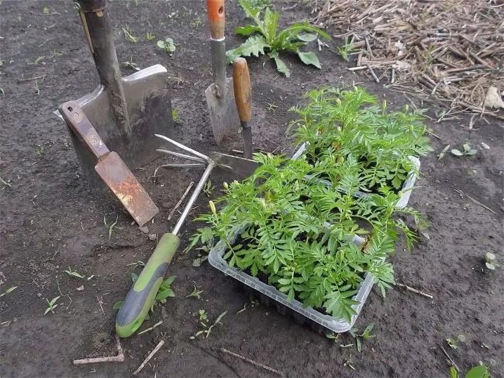 Transplanting in the open ground marigold