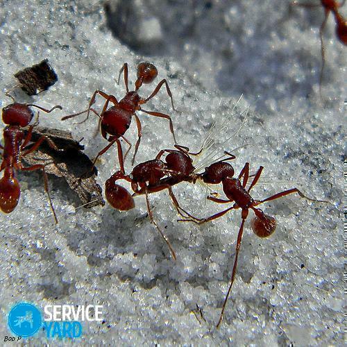 Heilmittel für Ameisen im Land