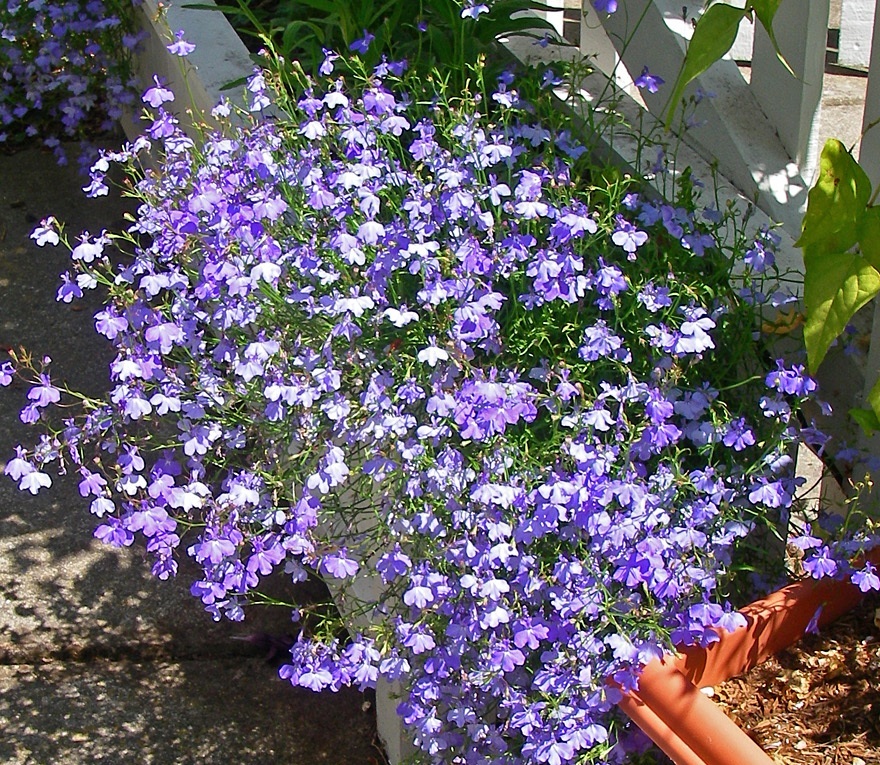 Lobelijos veislės „Fountain Blue“ su mėlynomis gėlėmis
