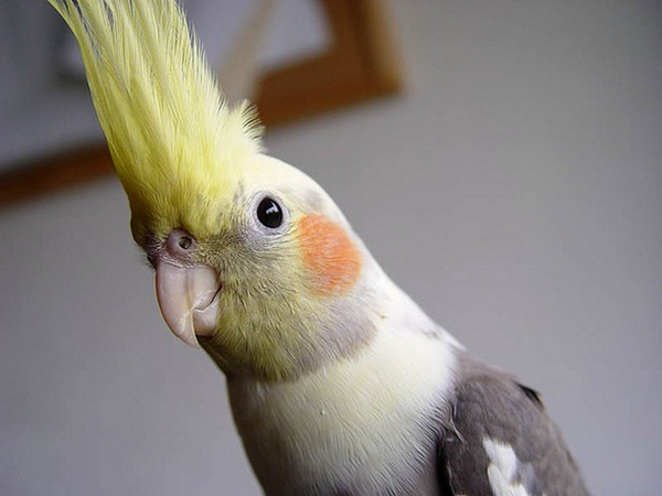 Top 10 dos mais belos papagaios do mundo