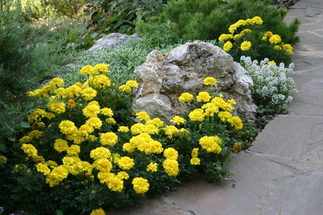 Light yellow marigold on a bed with a stone