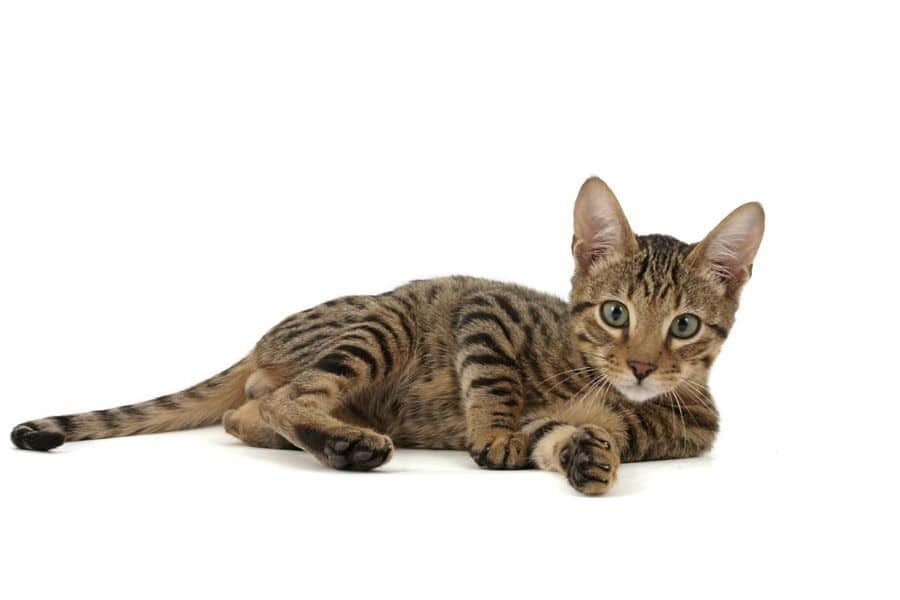 Top 10 Die teuersten Katzenrassen der Welt