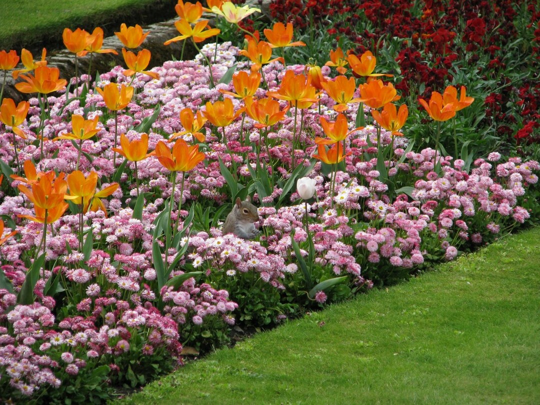 Vienmetės sodo gėlės: gražios ir nepretenzingos ilgai žydinčios rūšys gėlių lovoms