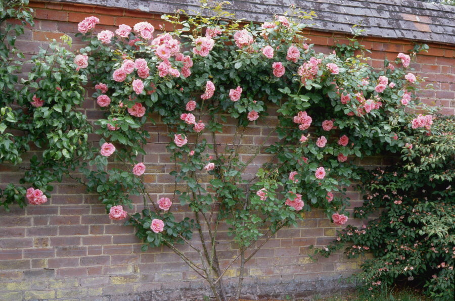 Rosa rampicante a forma di ventaglio sul muro di mattoni del fienile