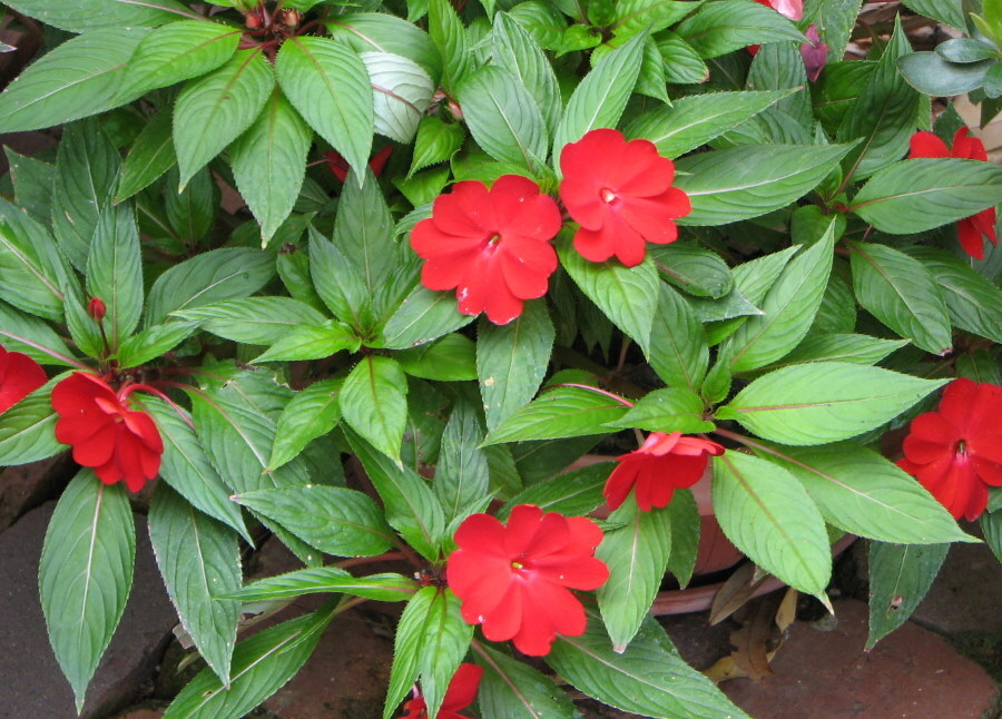 Rote Blüten auf Hawker's Balsambusch