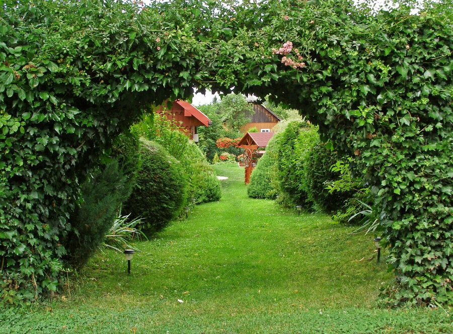 Arka visžalių vijoklinių augalų gyvatvorėje