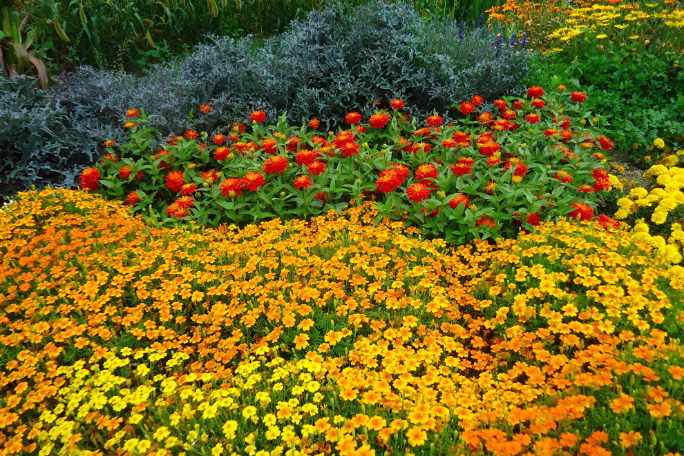 Bright marigold flower beds in the middle of the garden
