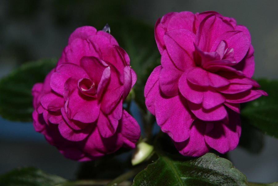 Lila Blüten der Balsamsorte Tom Sambe Violet