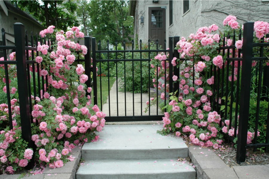 Rose rampicanti davanti all'ingresso della periferia