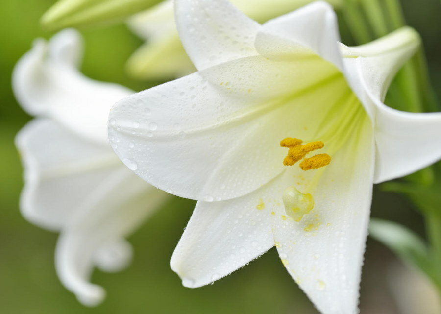 Sniego karalienės baltos kreminės lelijos gėlė