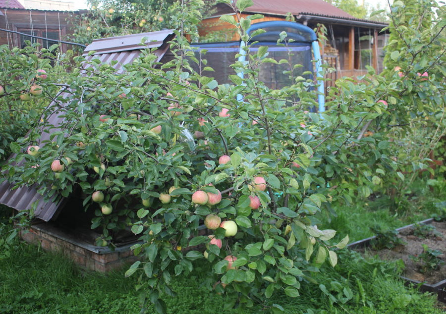 HEDELMÄVI kääpiö omenapuut pieni mökki