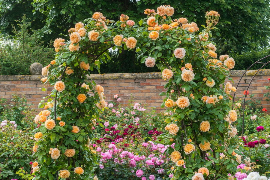 Rose rampicanti crema su un arco da giardino