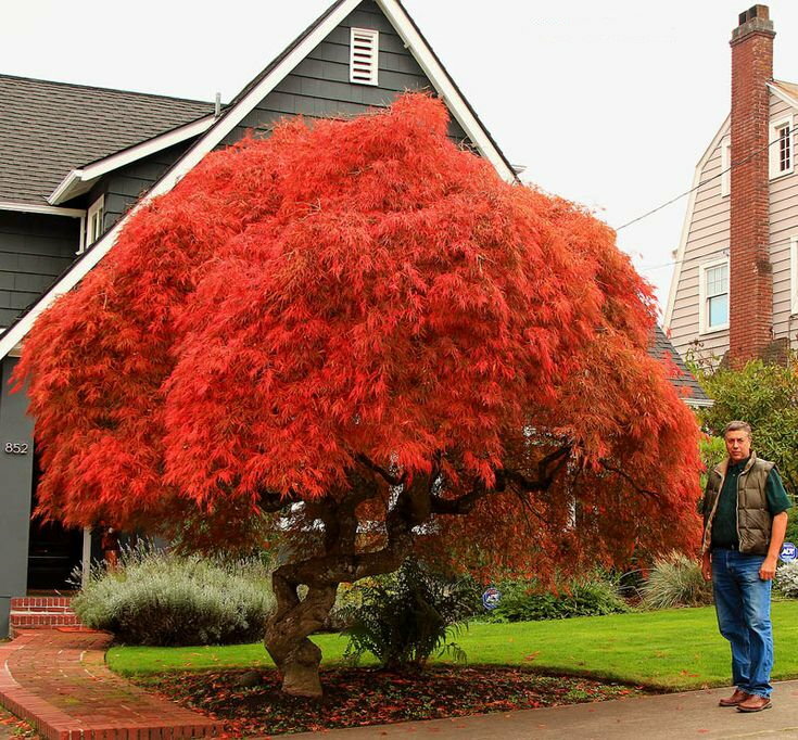 Červený javor bonsai hokidachi