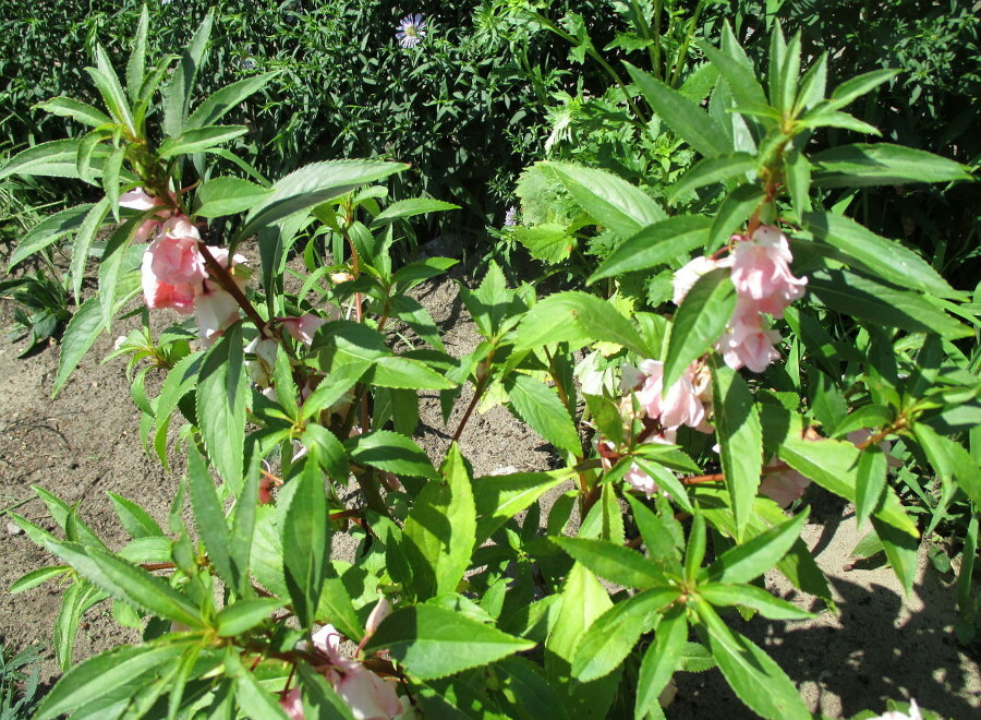 Scharfe Blätter an den Stielen von kleinblumigem Balsam