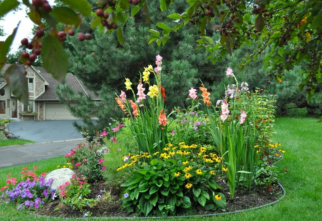 Qué hermoso plantar gladiolos en el sitio: foto del diseño del paisaje en el jardín
