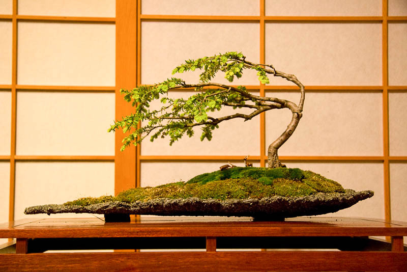 Japonské bonsaje ve stylu Fukinagashi