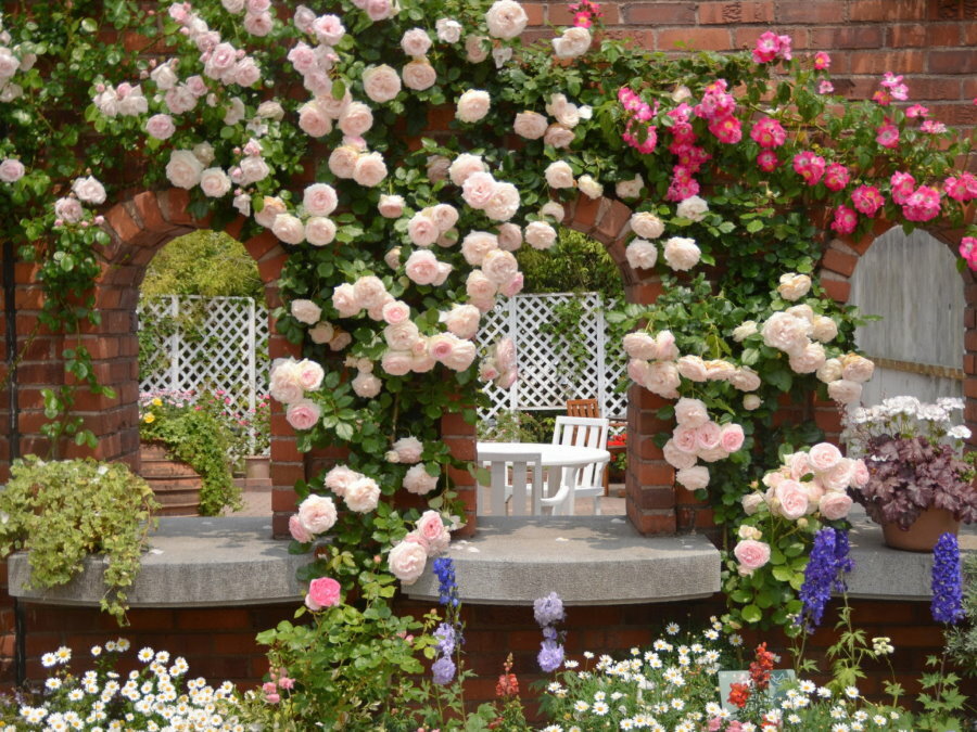 Rose rampicanti su archi in mattoni in giardino